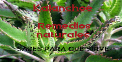 Kalanchoe Esta planta mata las células cancerígenas