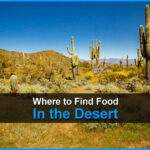 Dónde encontrar comida en el desierto