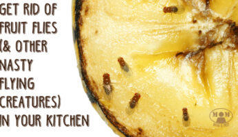 How to Get Rid of Fruit Flies in the Kitchen